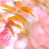 桜餅みたい？