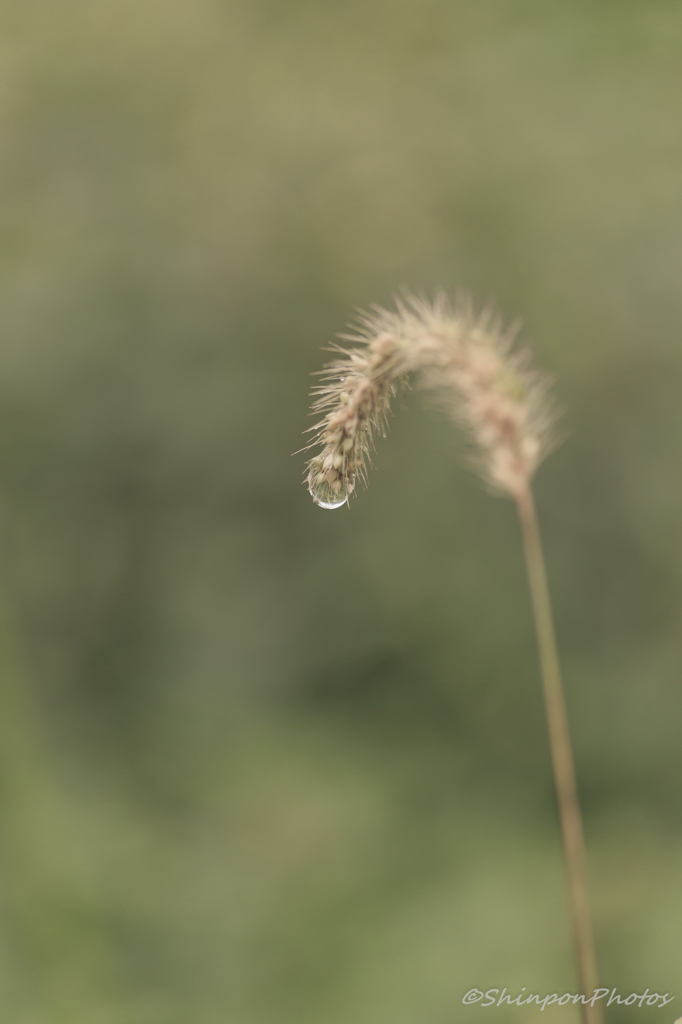 雨露とねこじゃらし