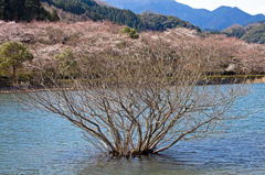 枯れ木に花を＾＾