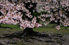 春雨