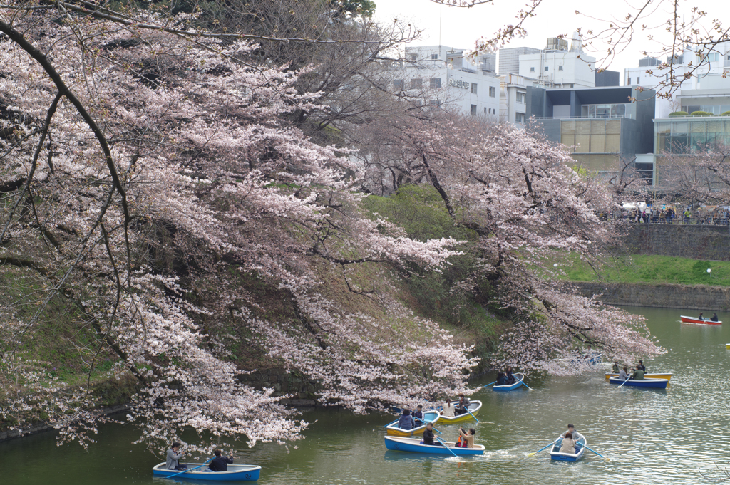 4.2 北の丸公園の桜