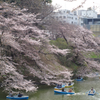 4.2 北の丸公園の桜