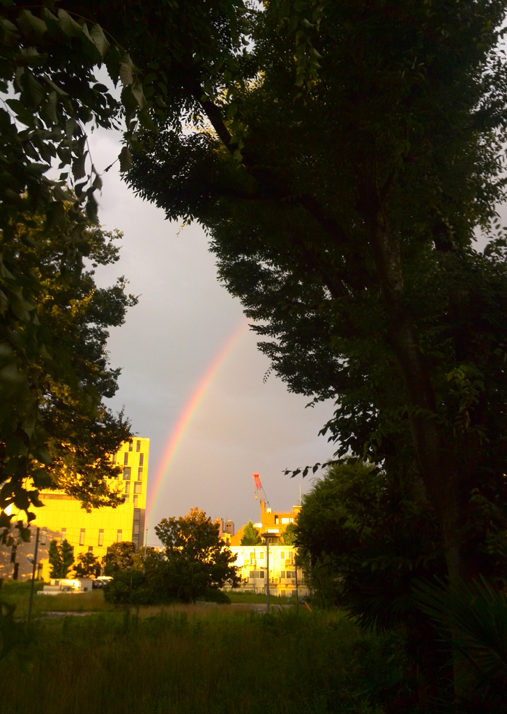 雨後の虹