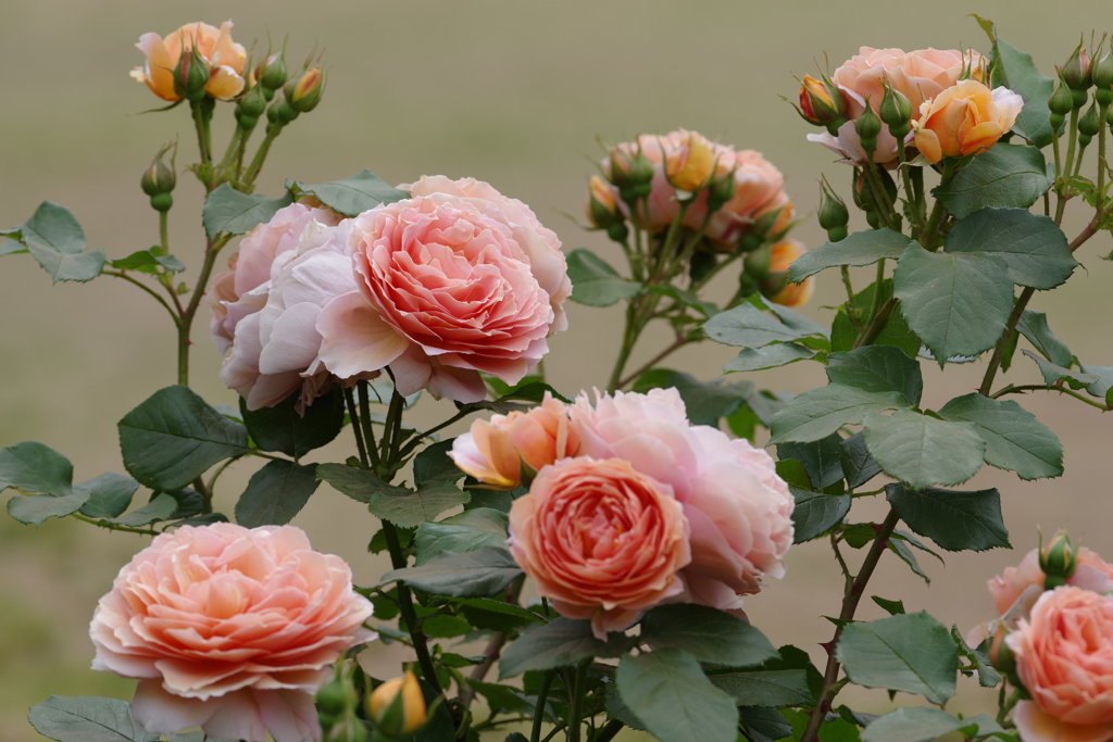 Rose of May