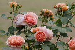 Rose of May
