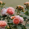 Rose of May