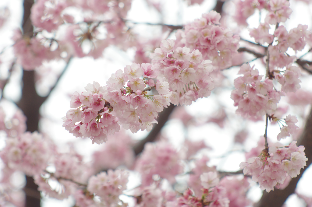 大寒桜