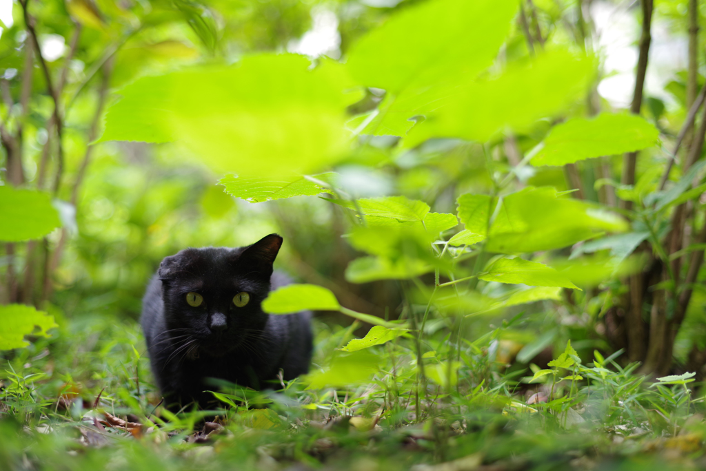 秋のさみどり