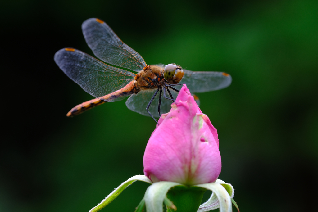 蜻蛉のめがねは薔薇色めがね