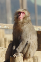 高尾山の猿