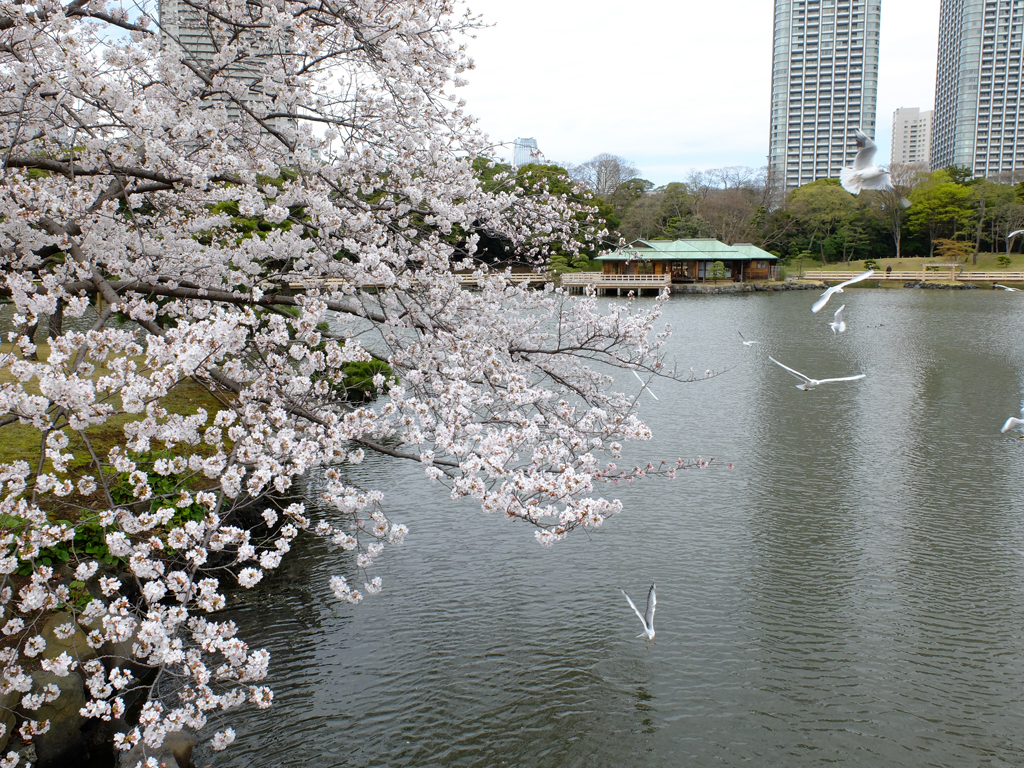 御茶屋と桜