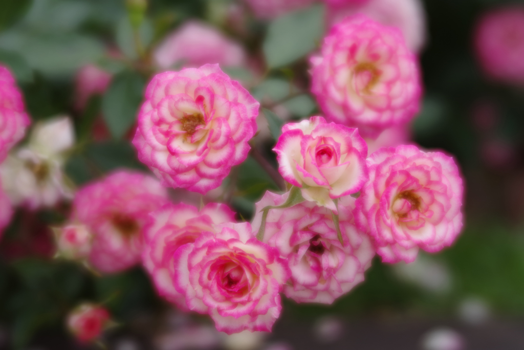 Petit Roses
