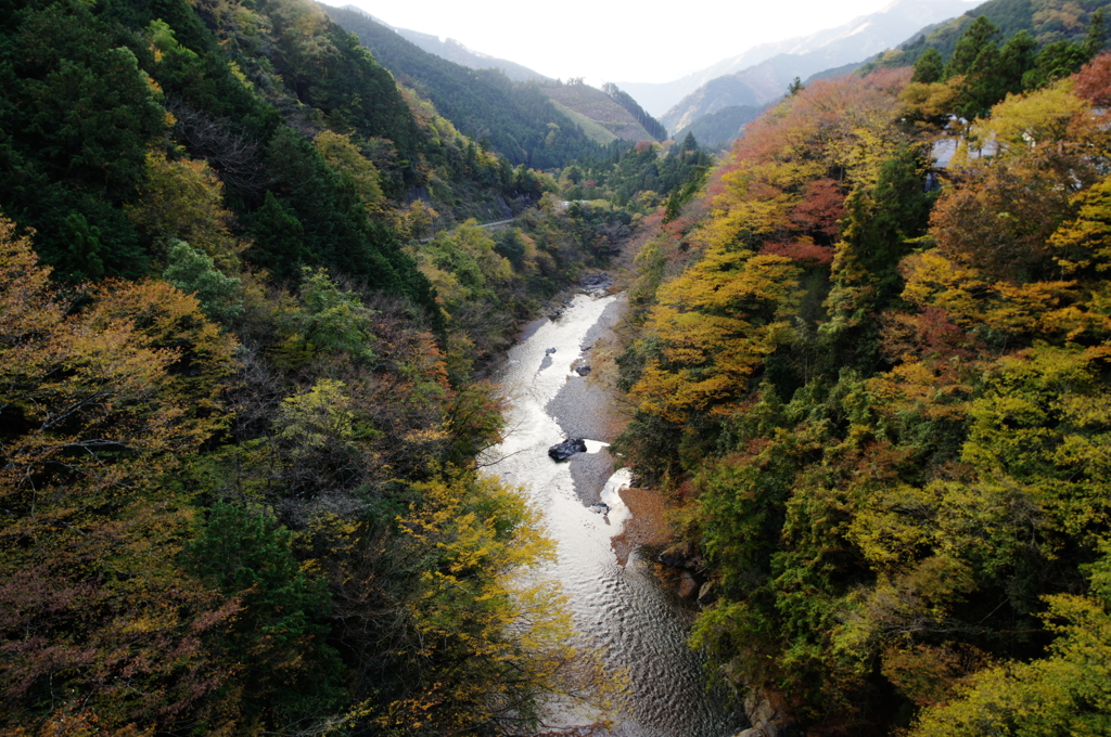 多摩川沿いの紅葉