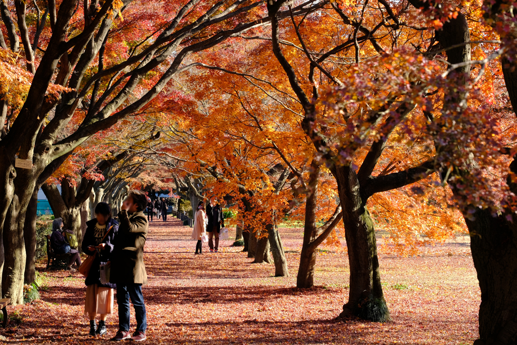 イロハモミジの紅葉