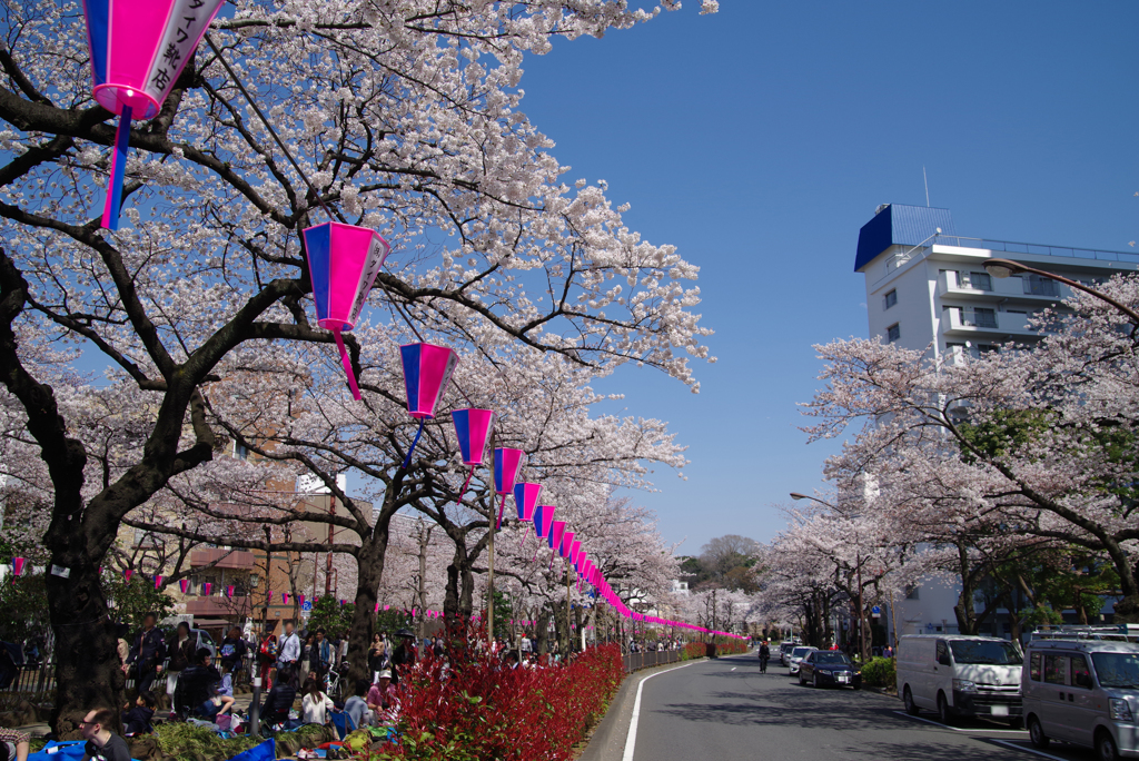 第47回文京さくらまつり