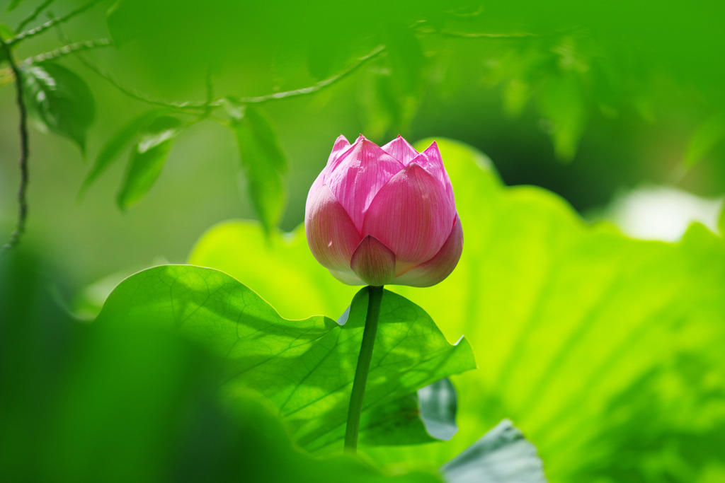 昇華