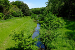 緑なす野川