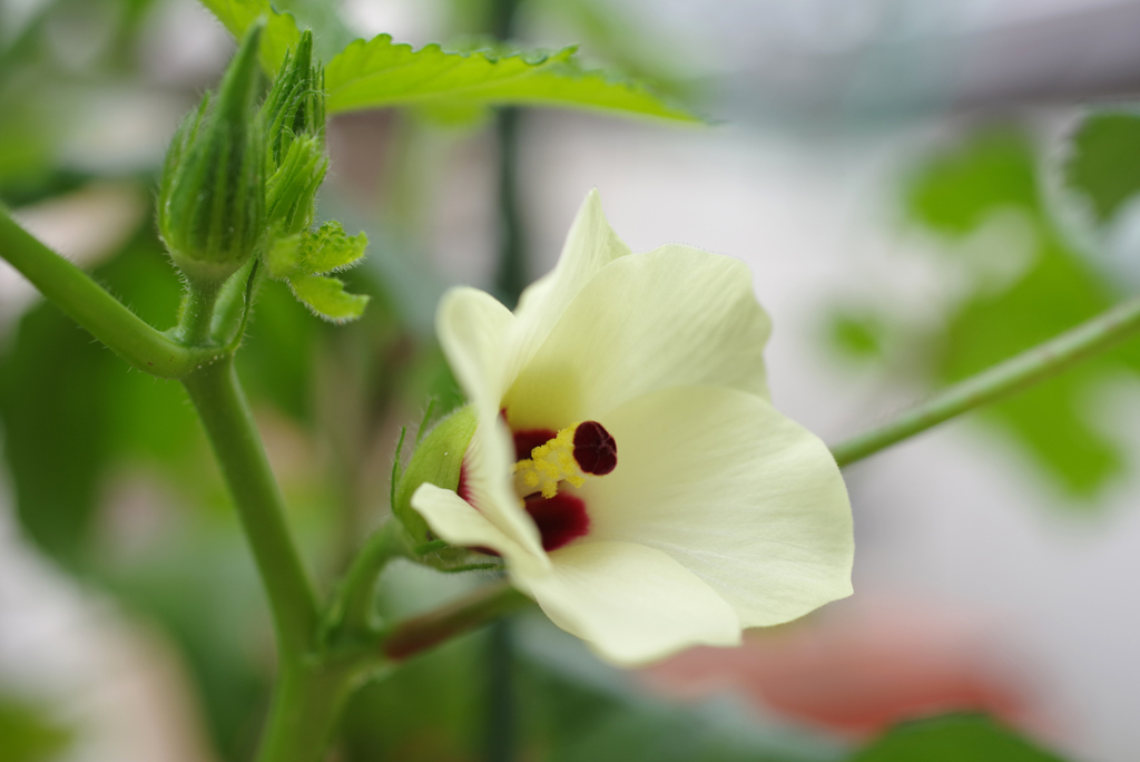 島オクラの花