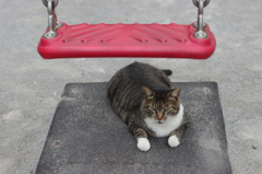 猫とブランコ