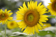 太陽の花