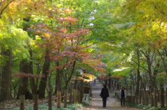 淡色もみじロード