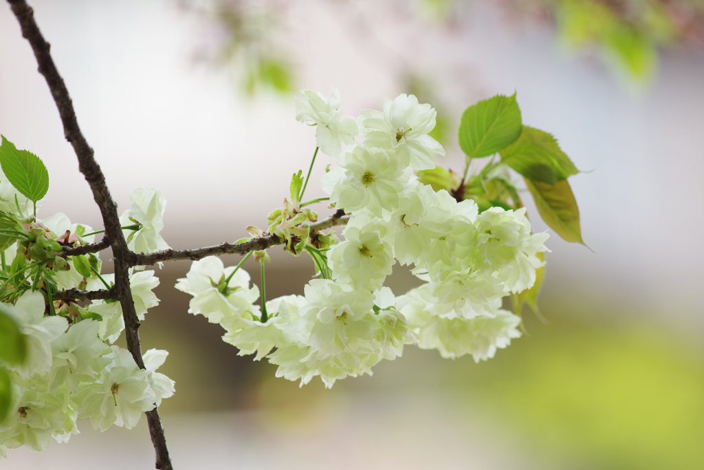 さみどり桜