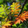 Gradation