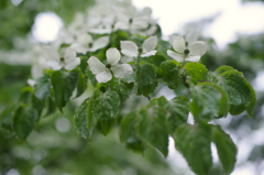 雨の山法師