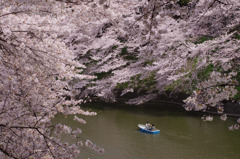桜の中へ…