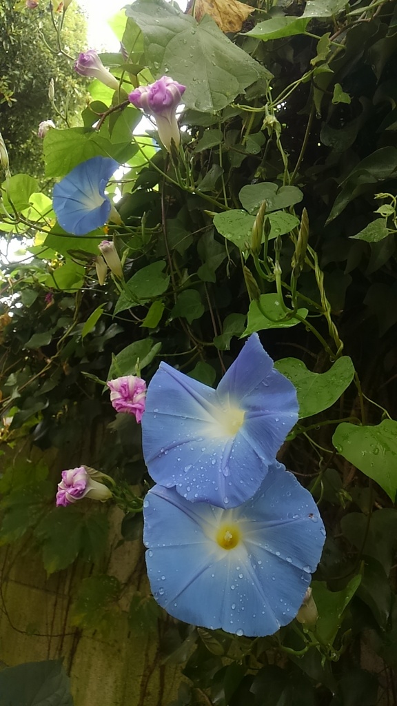 霜月の朝顔