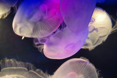 Jellyfish