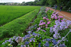 紫陽花と田園