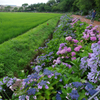 紫陽花と田園