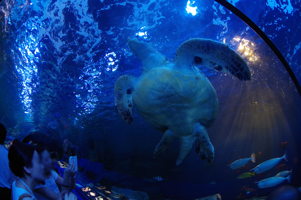Flying Turtle