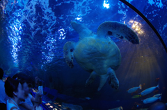 Flying Turtle
