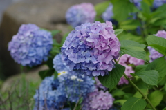 Bi-color