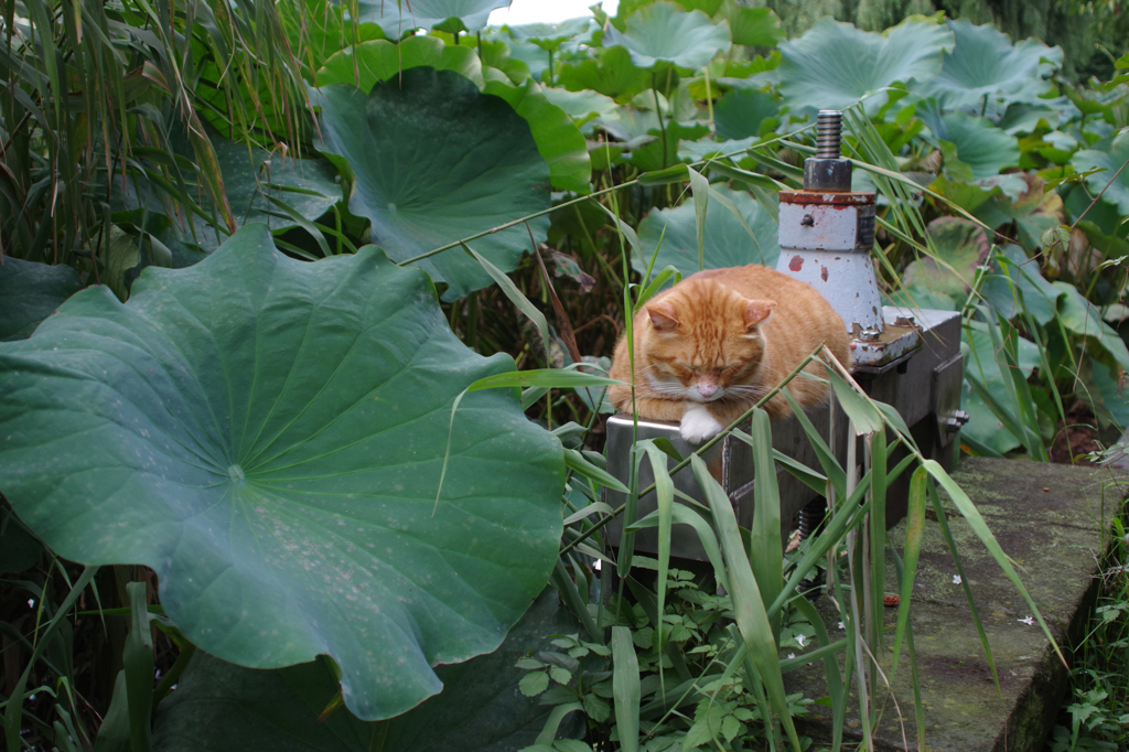 ハスねこ