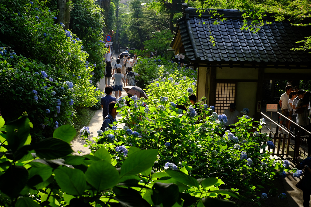 あじさい寺