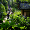 あじさい寺