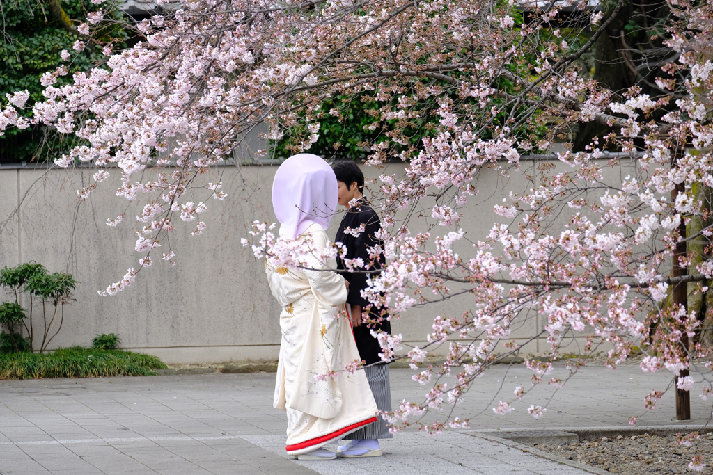 桜色の綿帽子