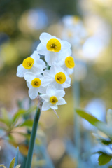 １月の花