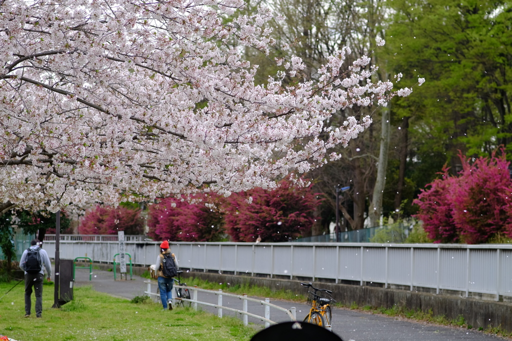桜舞い散る