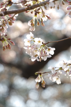 湾岸桜