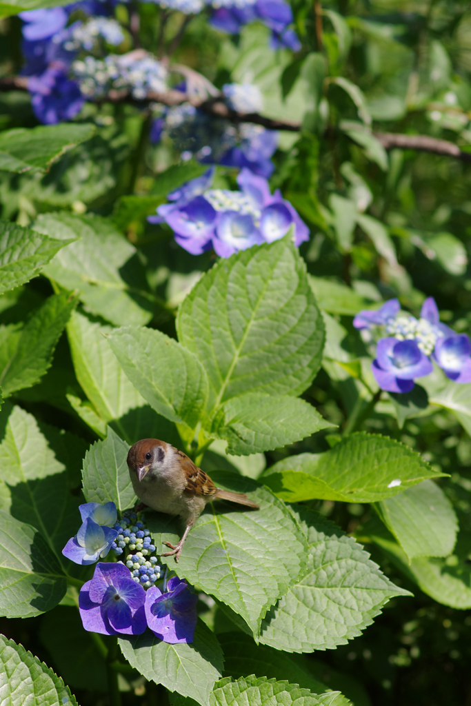 紫陽花に雀