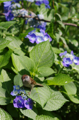 紫陽花に雀
