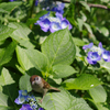 紫陽花に雀