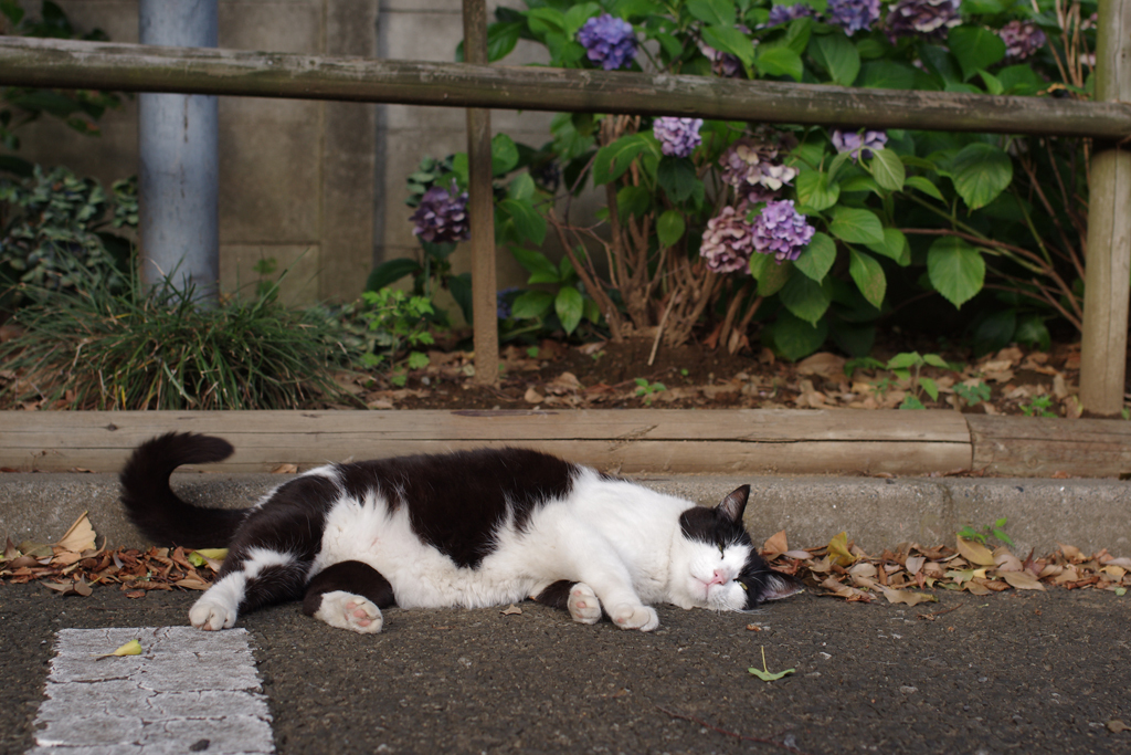 あじさいとねこ