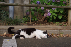 あじさいとねこ