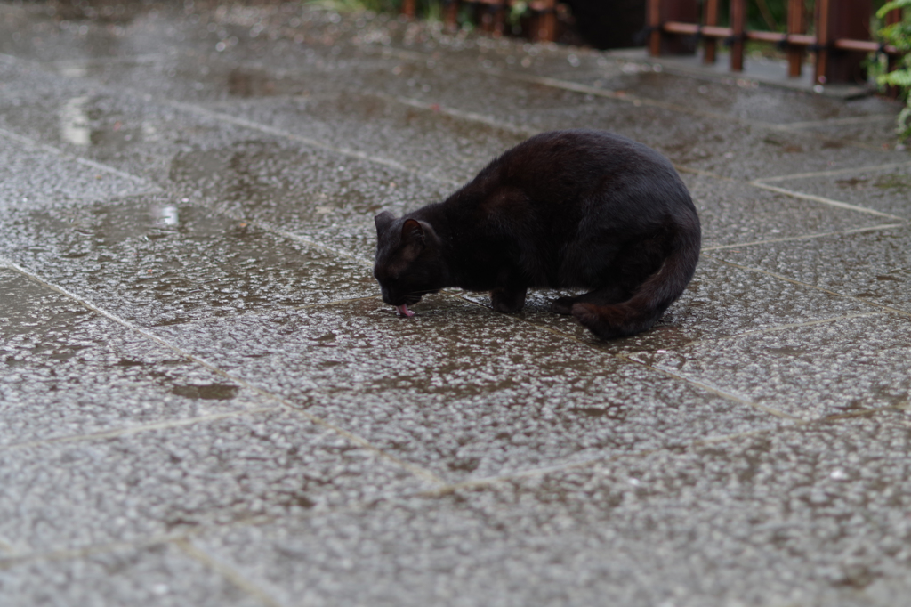 雨水