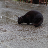 雨水
